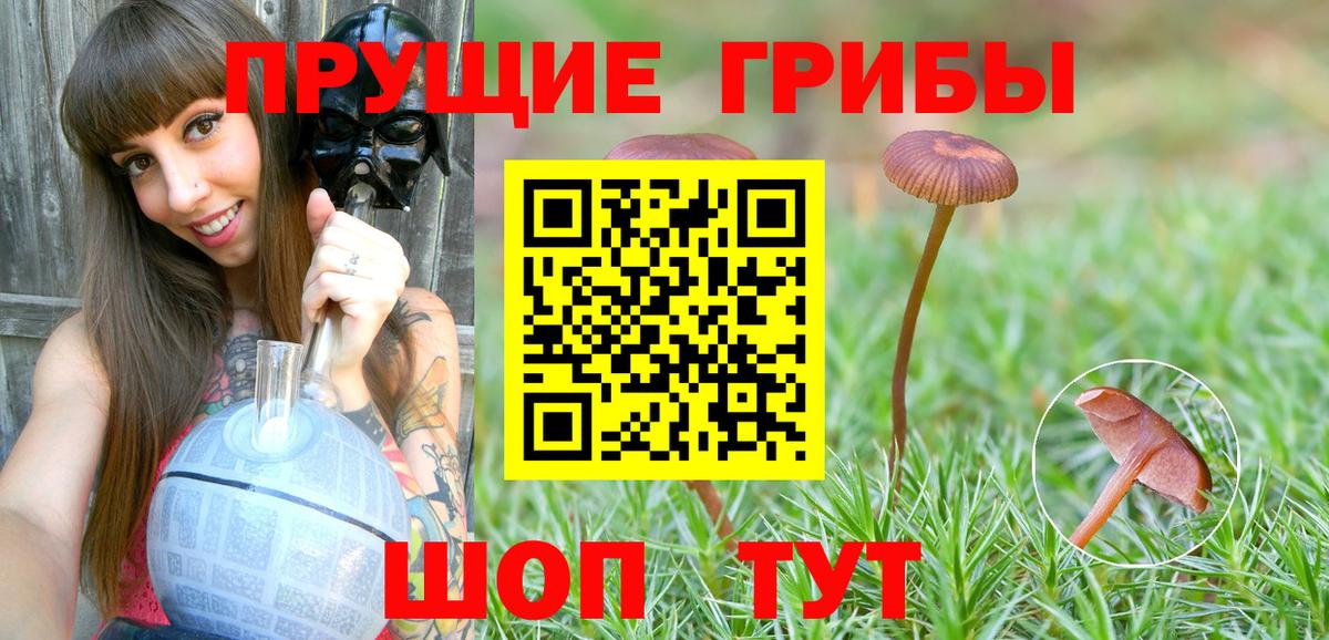 хочу наркоту  Псилоцибиновые грибы MAGIC MUSHROOMS  Вход с VPN  Псилоцибиновые грибы ЛСД  Пугачёв 